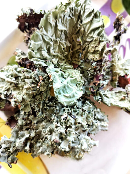 stone-flower